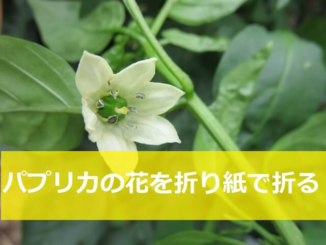 パプリカ 花言葉